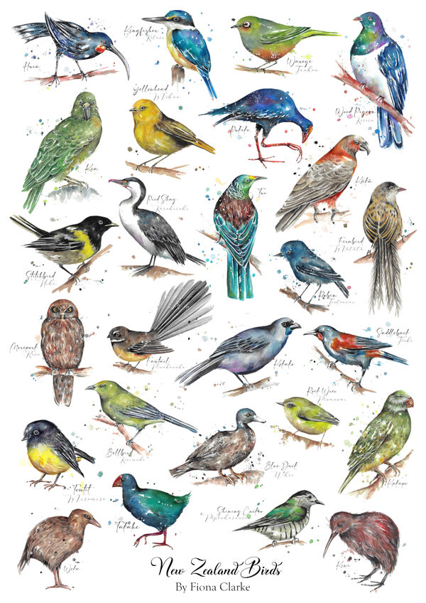 small_New_Zealand_Bird_Poster.jpg
