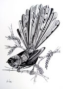 B_W_FANTAIL_ILLUSTRATION.jpg
