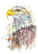Bald_Eagle.jpg