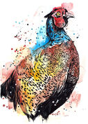 Bold_Pheasant.jpg