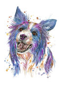 Border_Collie.jpg