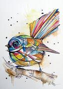 COLOURFUL_FANTAIL.jpg