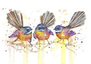 Cheeky_Fantails.jpg