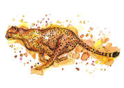 Cheetah.jpg