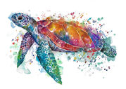 Colourful_Turtle.jpg