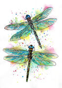 Dragonflies.jpg