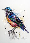 HILDEBRANDT_S_STARLING.jpg