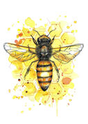 Honey_Bee.jpg