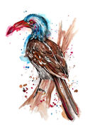 Hornbill.jpg