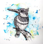 KINGFISHER_SKETCH.jpg
