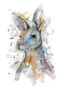 Kangaroo.jpg