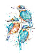 Kingfisher_Trio.jpg