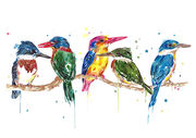 Kingfishers_of_the_World.jpg