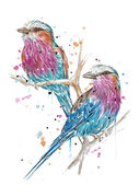 Lilac-Breasted_Roller.jpg