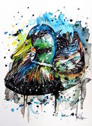 MALLARD_DUCK.jpg