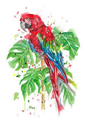 Macaw.jpg