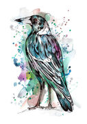 Magpie.jpg