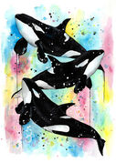 ORCAS.jpg