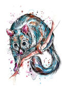 Possum.jpg