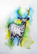 SAMBAR_DEER.jpg