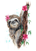 Sloth.jpg
