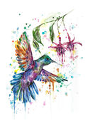 Spring_Hummingbird.jpg