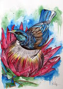 TUI_ON_PROTEA_FLOWER.jpg