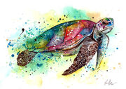 Turtle.jpg