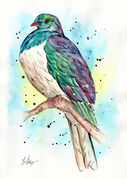 WoodPigeon.jpg