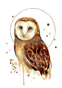 small_Coffee_Barn_Owl.jpg