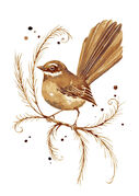 small_Coffee_Fantail.jpg