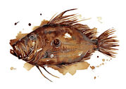 small_Coffee_John_Dory.jpg