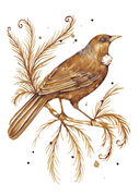 small_Coffee_Tui_Bird.jpg