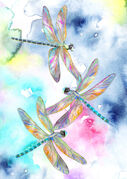 small_Dragonfly_splash.jpg