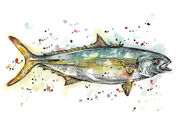 small_NZ_Kingi-_Yellowtail_Kingfish.jpg