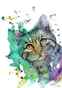 Tabby Cat