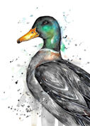 small_Wild_Mallard_Duck.jpg