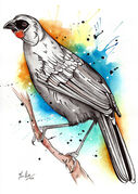 south_island_kokako_2.jpg