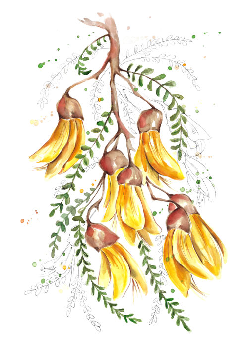 Sketchy Kowhai Flowers plants & insects FionaClarkeART.co.nz
