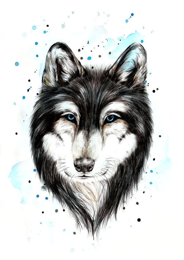 Wolf Splash originals FionaClarkeART.co.nz